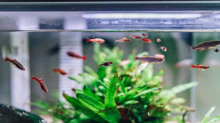 Nettoyer son aquarium